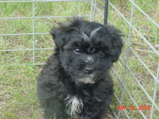 new hav puppy